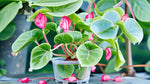 new growth on Angel Wing Begonia Sunbrite Pink Rooted Starter Plant live Begonia from Divine Roots