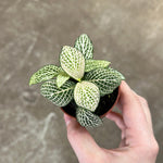 top view of Fittonia Purple Snow Anne Rooted Starter Plant live houseplant from Divine Roots