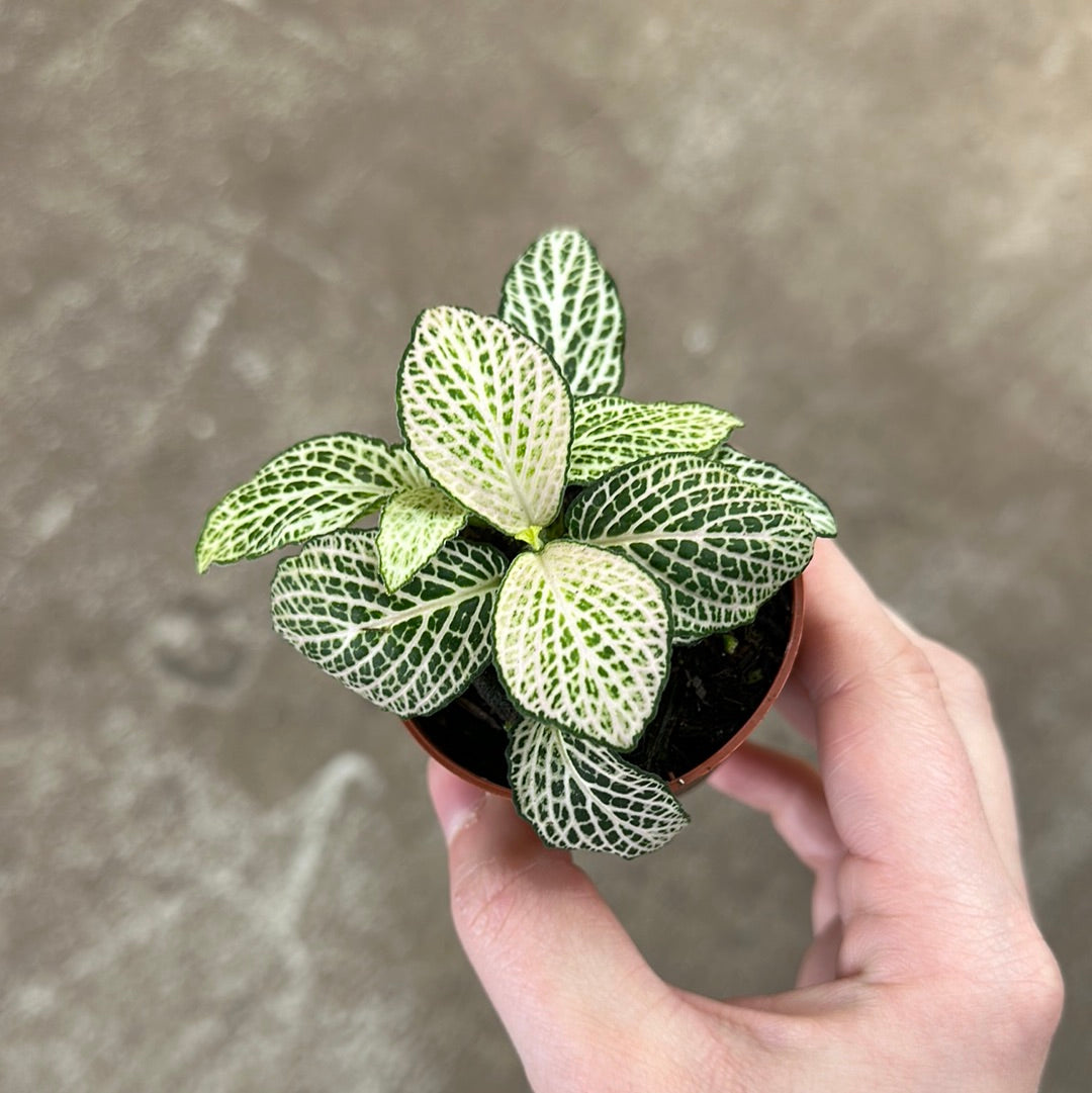 top view of Fittonia Purple Snow Anne Rooted Starter Plant live houseplant from Divine Roots