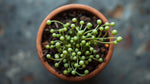 leaf detail of Senecio Rowleyanus String Of Pearls Rooted Starter Plant live succulent from Divine Roots