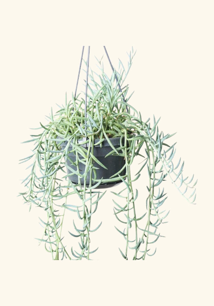 Senecio Radieans String Of Bananas