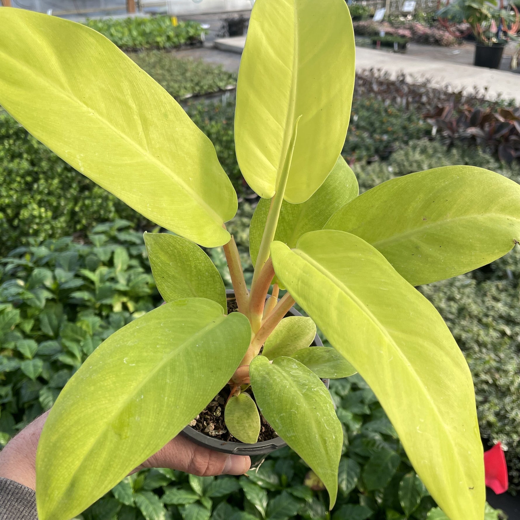 full view of Philodendron Malay Gold Lemon Lime Rooted Starter Plant live Philodendron from Divine Roots
