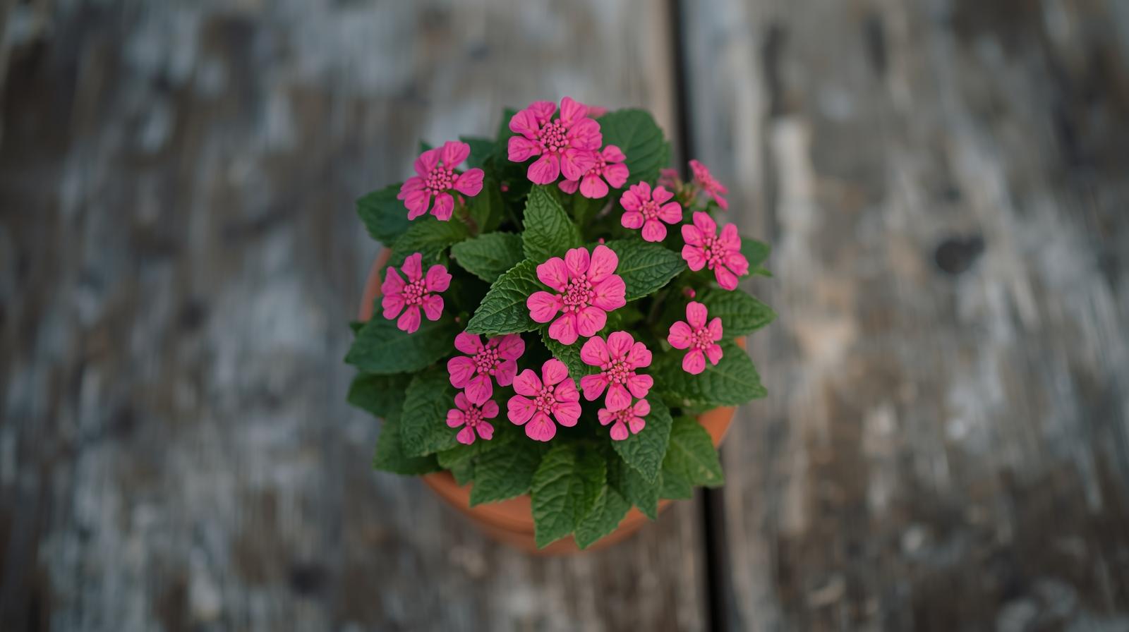 leaf detail of Lantana Wagon Wheel Pink live houseplant from Divine Roots