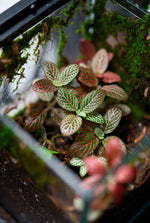 close-up detail of Fittonia Terrarium Builder Bundle - 4 Assorted Rooted Plants live plant bundle from Divine Roots