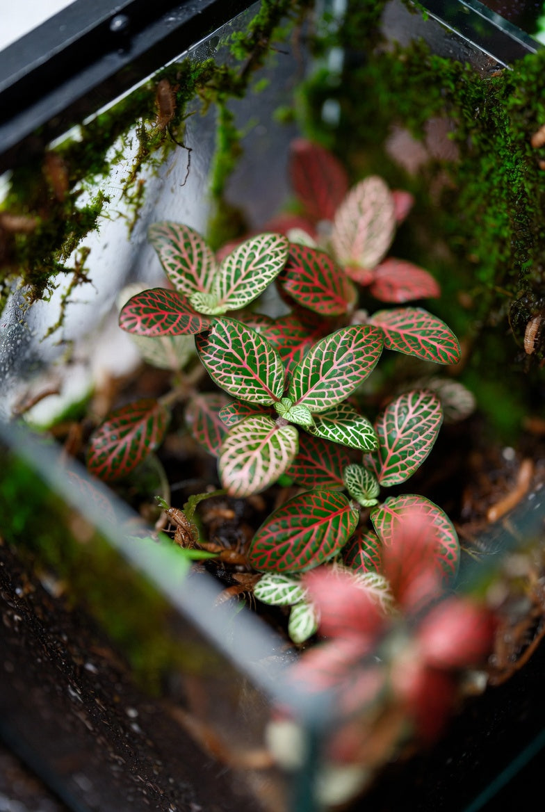 close-up detail of Fittonia Terrarium Builder Bundle - 4 Assorted Rooted Plants live plant bundle from Divine Roots