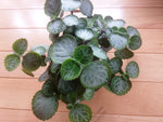 top view of Plectranthus Swedish Ivy Emerald Lace live trailing plant from Divine Roots