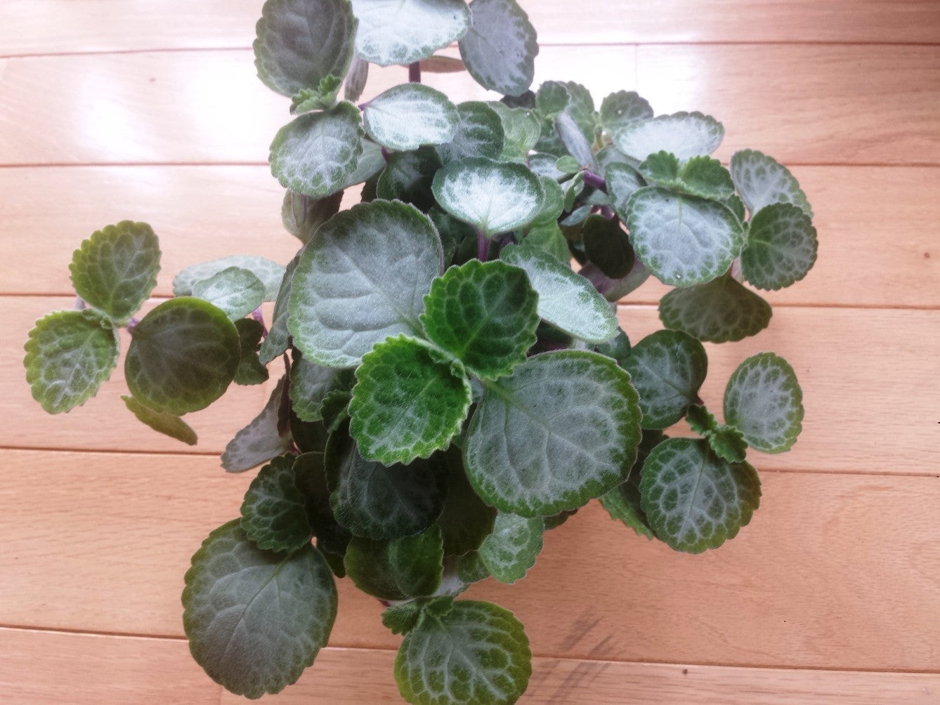 top view of Plectranthus Swedish Ivy Emerald Lace live trailing plant from Divine Roots