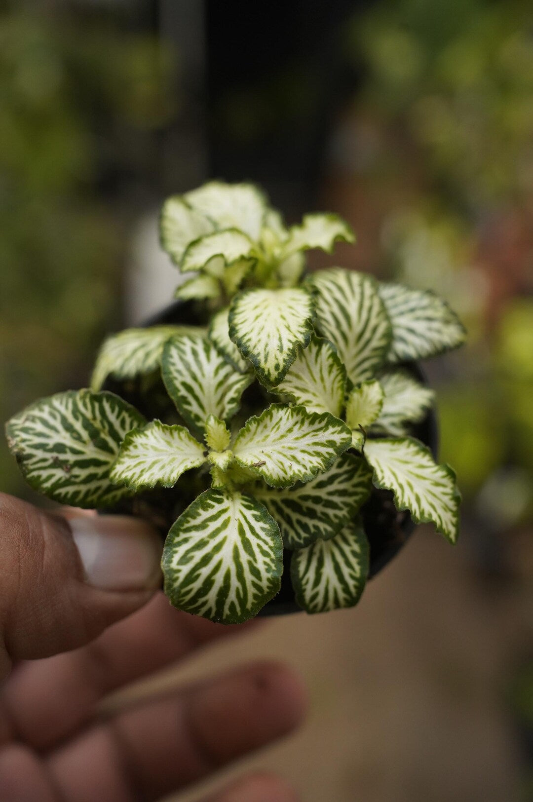 leaf detail of Fittonia White Tiger Rooted Starter Plant live houseplant from Divine Roots