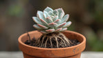 new growth on Echeveria Lola Rooted Starter Plant live succulent from Divine Roots