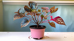 mature specimen of Angel Wing Begonia Benigo Pink Rooted Starter Plant live Begonia from Divine Roots