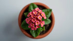 mature specimen of Lantana Dwarf Raspberry live houseplant from Divine Roots