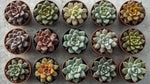 top view of Echeveria Succulent Plant Pack live succulent from Divine Roots