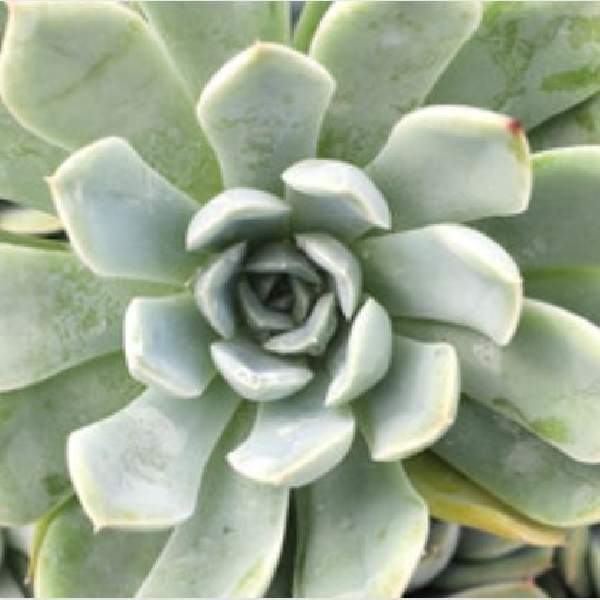 potted Echeveria Pink Edge Rooted Starter Plant live Echeveria from Divine Roots