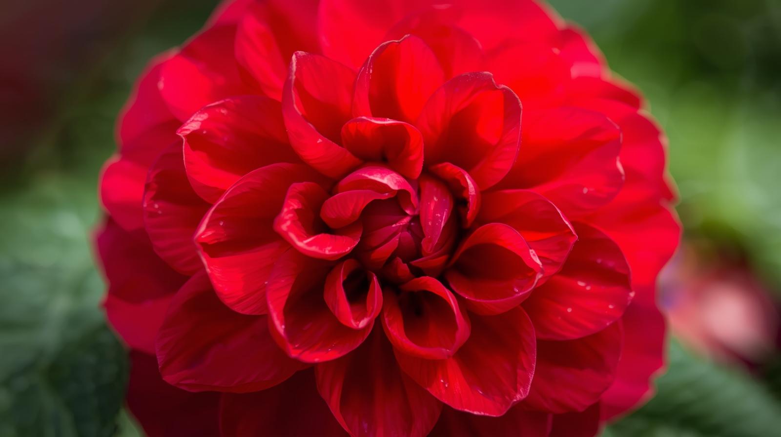 side profile of Begonia Double Geneva Red live Begonia from Divine Roots