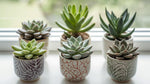 leaf detail of Pet Friendly Succulent Pack live succulent from Divine Roots