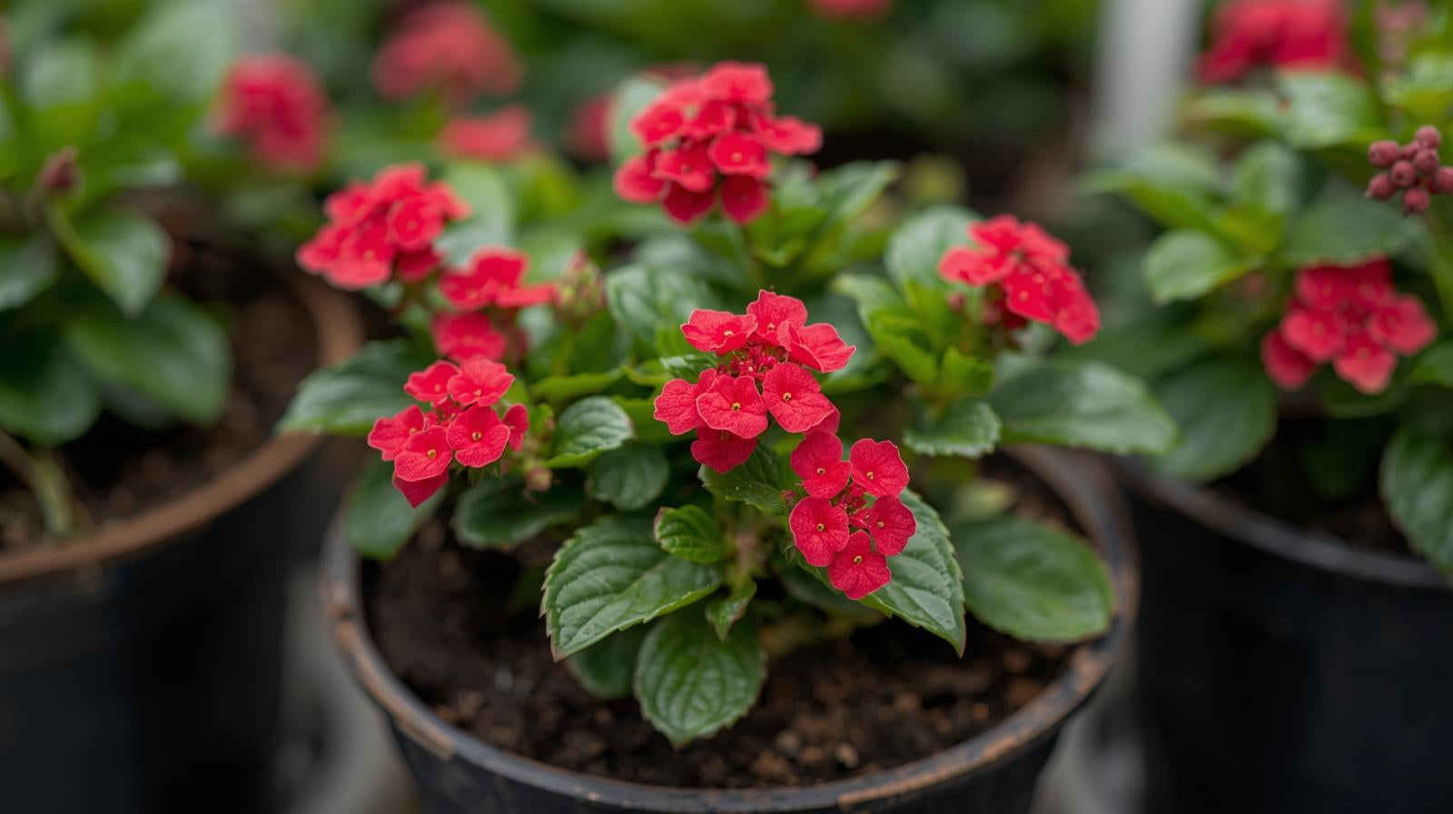 potted Lantana Dwarf Raspberry (Rooted Starter Plant) live houseplant from Divine Roots