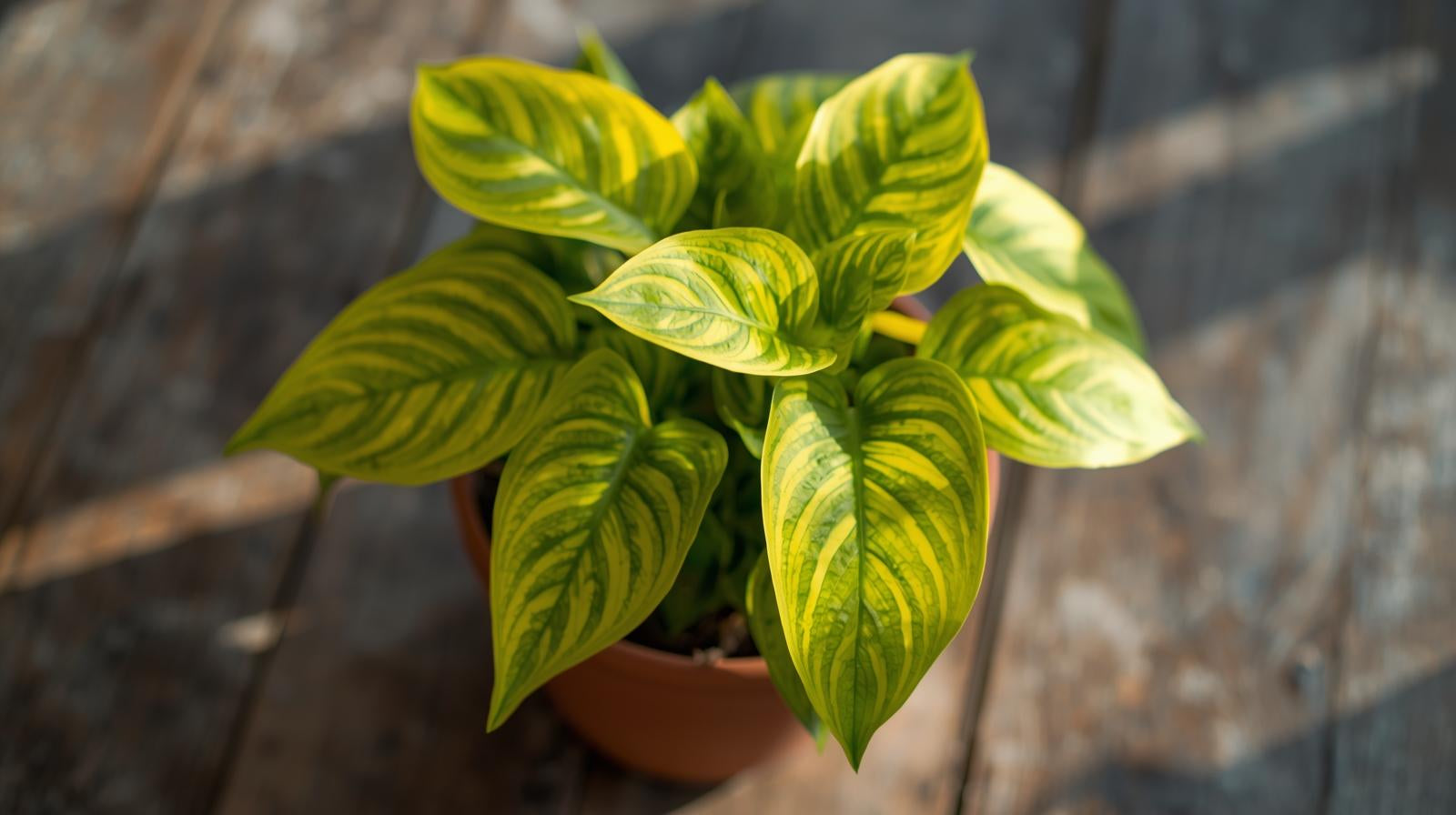 leaf detail of Philodendron Malay Gold (Lemon Lime) live Philodendron from Divine Roots