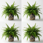 detail shot of Macho Fern Rooted Starter Plant live fern from Divine Roots