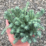 Sedum Reflexum Blue Spruce live plant from Divine Roots — photo 8 of 12