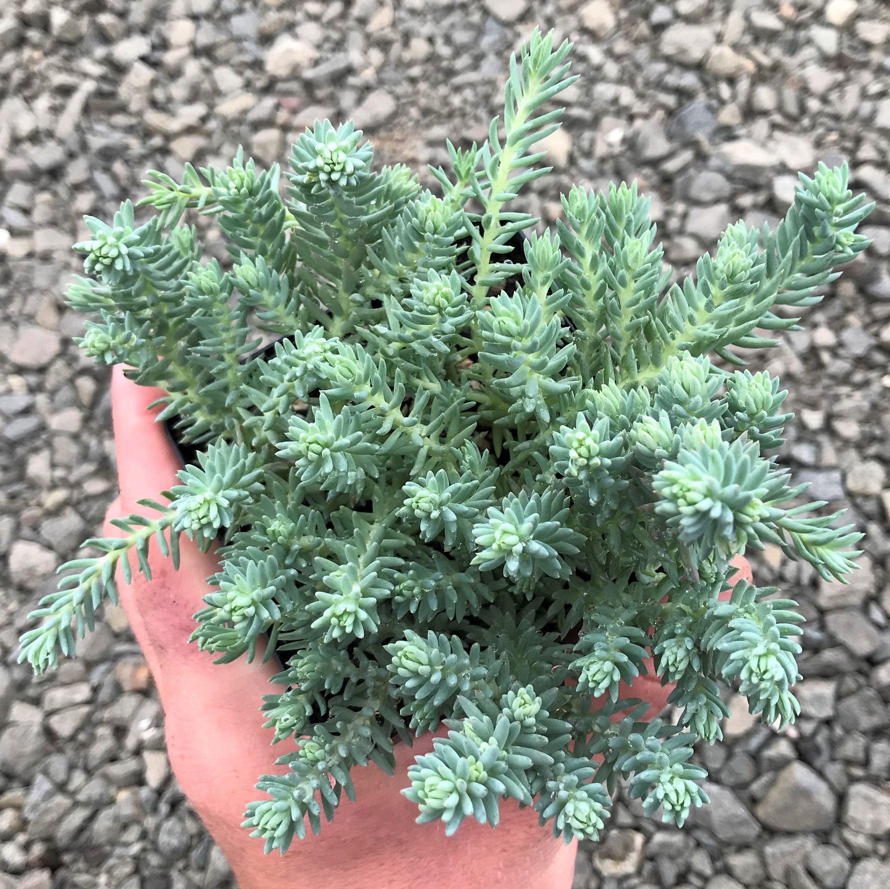 Sedum Reflexum Blue Spruce live plant from Divine Roots — photo 8 of 12
