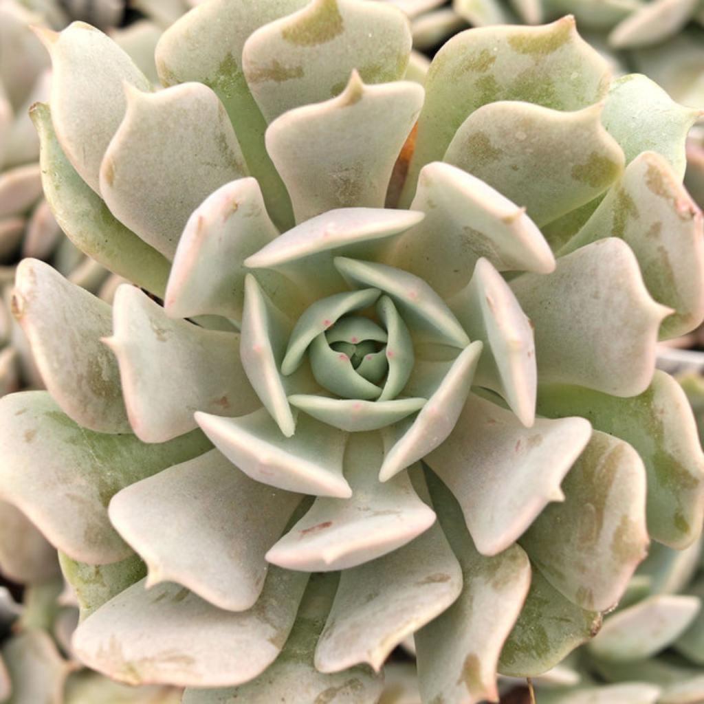 leaf detail of Echeveria Pink Edge Rooted Starter Plant live Echeveria from Divine Roots