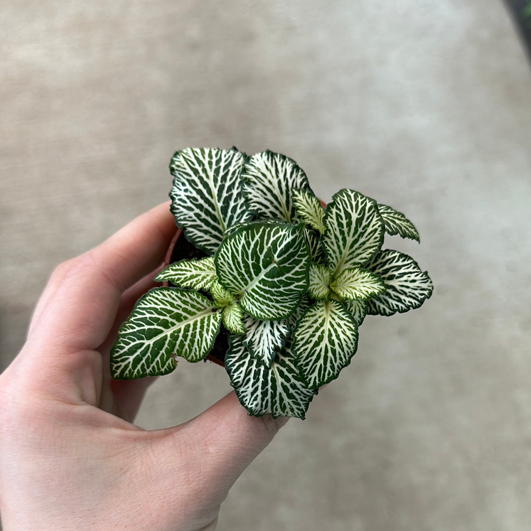 top view of Fittonia White Tiger Rooted Starter Plant live houseplant from Divine Roots