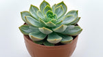 growth pattern of Echeveria Vertis live succulent from Divine Roots