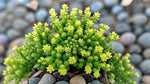 leaf detail of Sedum Acre Succulent Rooted Starter Plant live succulent from Divine Roots