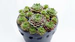 potted Succulents Sempervivum Assortment Rooted Starter Plant live succulent from Divine Roots