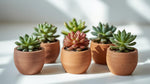 mature specimen of Pet Friendly Succulent Pack live succulent from Divine Roots