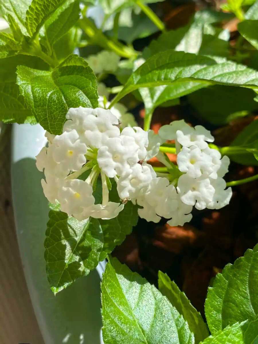 Lantana Upright White