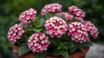 size reference for Lantana Wagon Wheel Pink live houseplant from Divine Roots