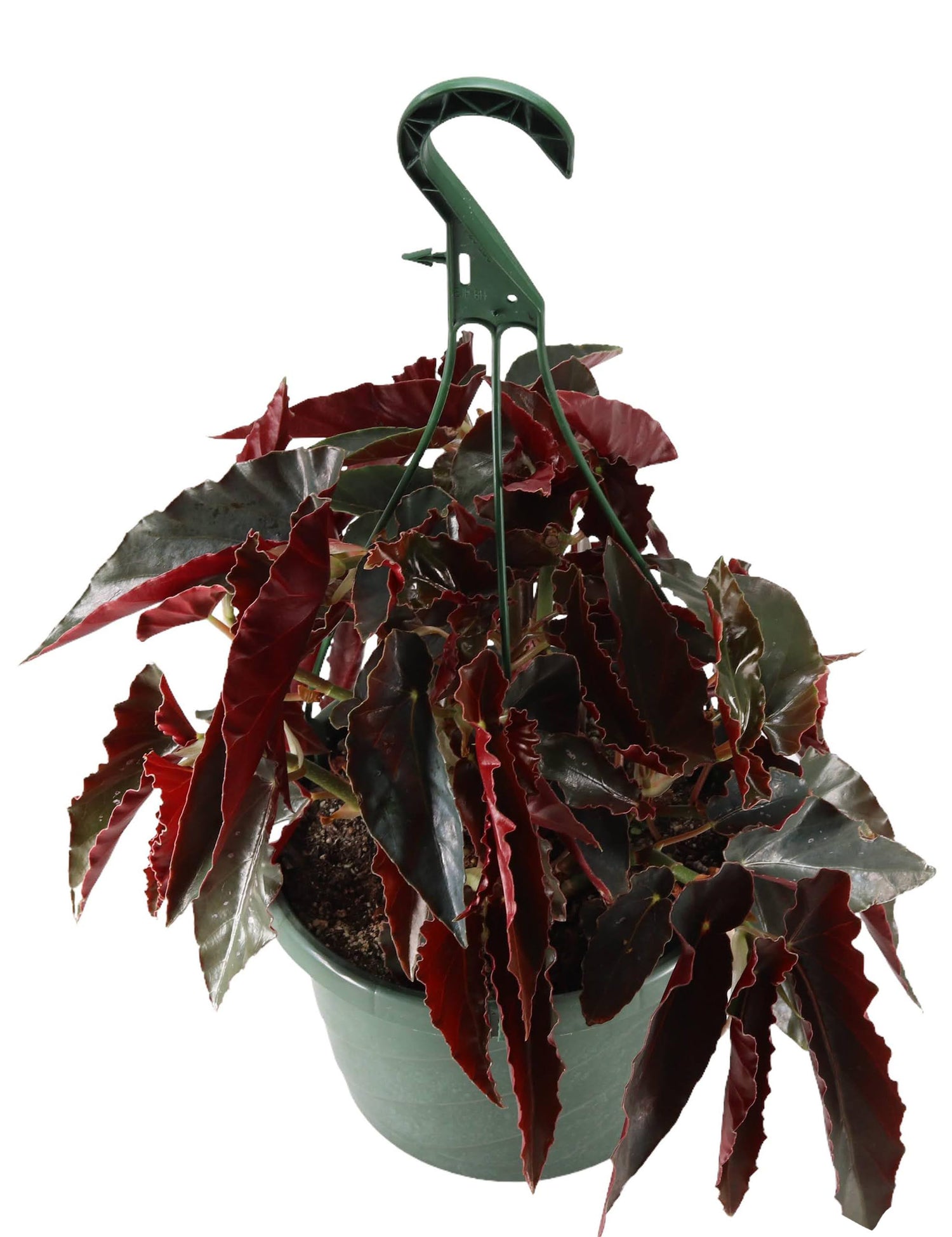 Generic FlowerPotNursery Angel Wing Torch Red Begonia Begonia sp. Torch Red 8"" Basket