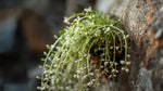 mature specimen of Senecio Rowleyanus String Of Pearls Rooted Starter Plant live succulent from Divine Roots