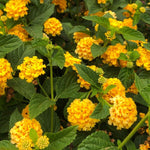 side profile of Lantana Spreading Gold Rooted Starter Plant live houseplant from Divine Roots