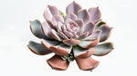 side profile of Echeveria Perle Von Nurnberg Rooted Starter Plant live succulent from Divine Roots