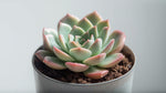 close-up detail of Echeveria Pink Edge Rooted Starter Plant live Echeveria from Divine Roots