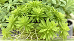 potted Sedum Rupestre Lemon Ball Rooted Starter Plant live succulent from Divine Roots