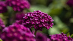 potted Lantana camara 'Dark Purple' live houseplant from Divine Roots