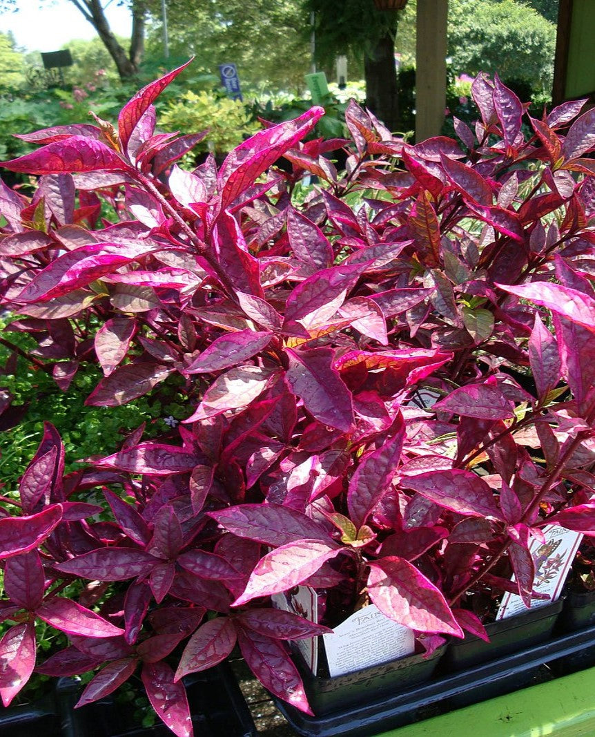 leaf detail of Joseph’s Coat “Multi-Color Hedge” (Alternathera sp.) live houseplant from Divine Roots