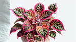 potted Coleus Meandering Linda live houseplant from Divine Roots