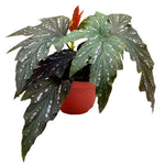 full view of Angel Wing Begonia Sophia live Begonia from Divine Roots