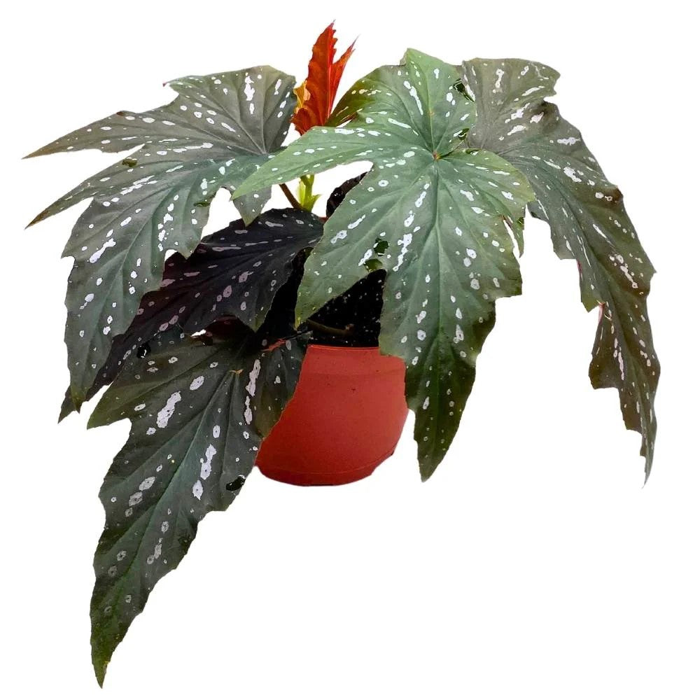 full view of Angel Wing Begonia Sophia live Begonia from Divine Roots