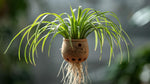 growth pattern of Chlorophytum Spider Reverse Rooted Starter Plant live spider plant from Divine Roots