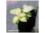 leaf detail of Fittonia Lovers Rooted Starter Plant live houseplant from Divine Roots