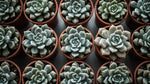size reference for Rosette Shaped Succulent Pack live succulent from Divine Roots