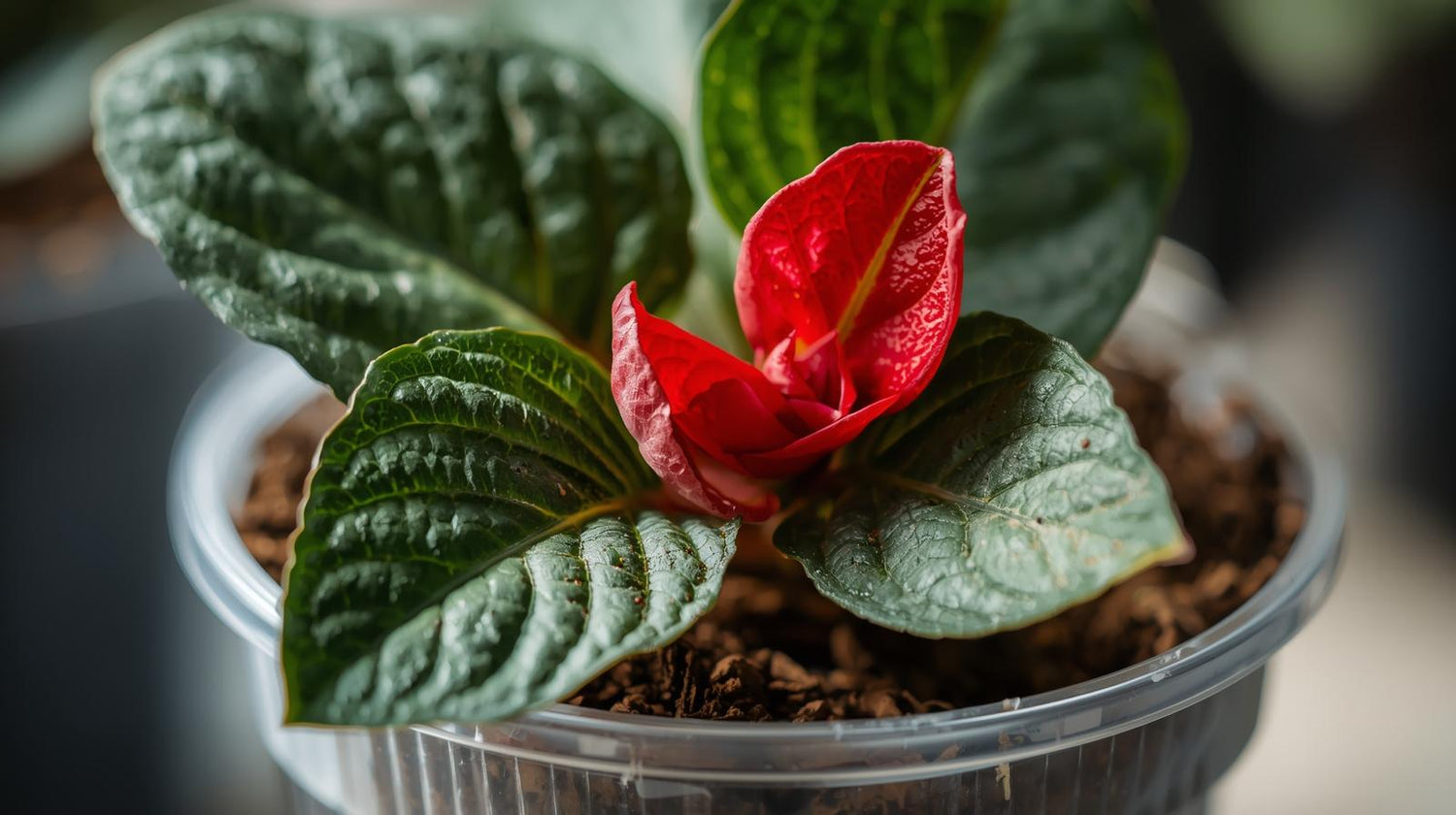 Begonia Double Geneva Red Rooted Starter Plant