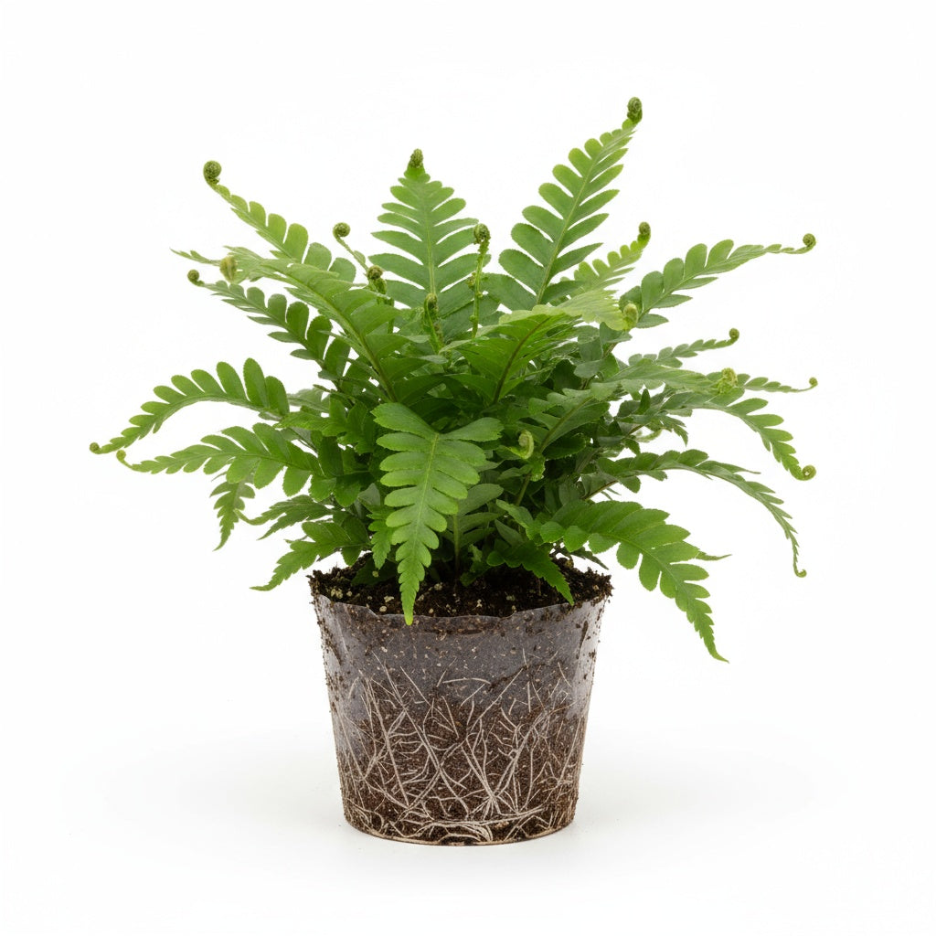 growth pattern of Macho Fern Rooted Starter Plant live fern from Divine Roots