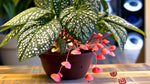 growth pattern of Angel Wing Begonia Snow Capped Rooted House Plants live Begonia from Divine Roots