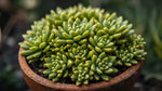 growth pattern of Sedum Rupestre Lemon Ball live succulent from Divine Roots